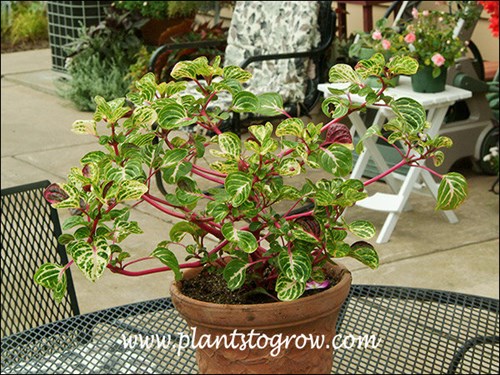 Iresine (Iresine herbstii Aureoreticulata) 
A nice size plant on the patio. Gets full morning sun.